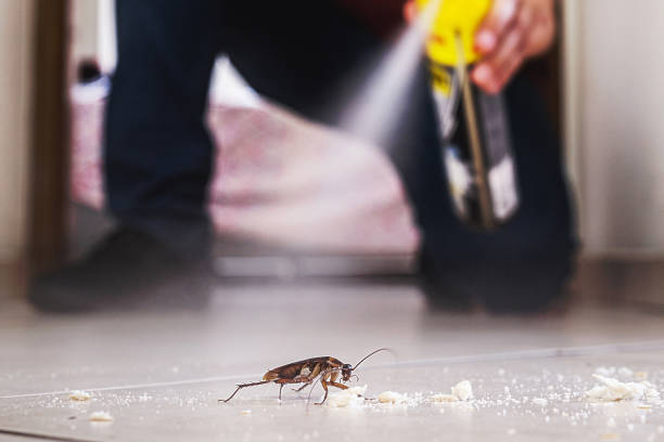 Best Cockroach Control Services  in Sparta, MO